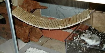 Необходимо арсенал от статия играчки хамстер
