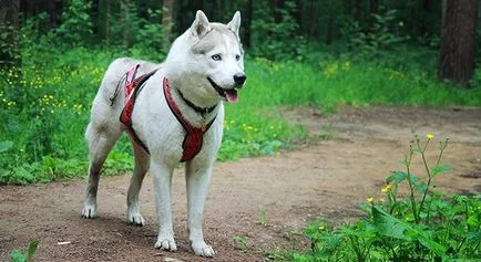 Не е мързелив куче как и защо да се изпълнява с едно куче (никакъв случай невъзможно) Не е мързелив куче как и защо да тичам с кучето