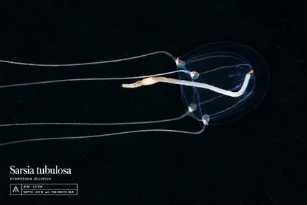 Науката със собствените си ръце