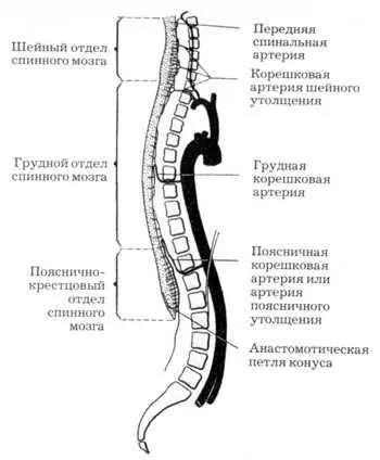 нервна система