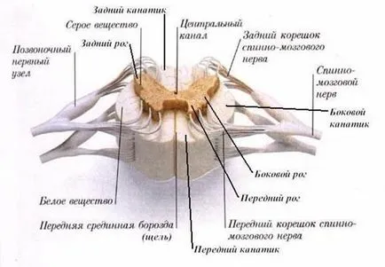 нервна система