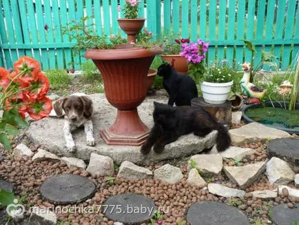 Не повече от моето куче ((((