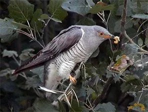 кукувица