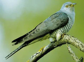 кукувица