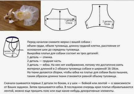 Куче дрехи със собствените си ръце - модел за малки породи със снимки и видео, плетене схема (схема) Куче дрехи със собствените си ръце - модел за малки породи със снимки и видео, плетене схема