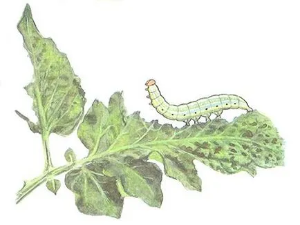 Ogorodnaya лъжичка мерки за контрол, съвети подправени градинари