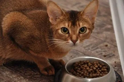 Описания на класове котешка храна