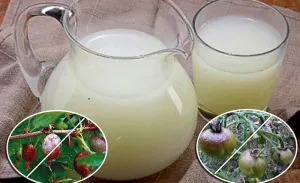 Fall оран от Phytophthora какво да се използва и как да се спаси заразени култури, градина, кухня градината