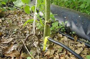 Fall оран от Phytophthora какво да се използва и как да се спаси заразени култури, градина, кухня градината