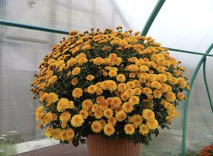 Особености засаждане и грижи хризантема Multiflora