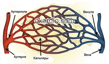 От това, което помага на мехлем (гел) troksevazin за съдове и кожата