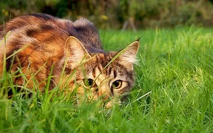 Характеристики на поведение на котки, които имат необичайно обяснение