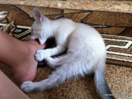 Особено котки - домашни любимци (котки) Особено котки - домашни любимци