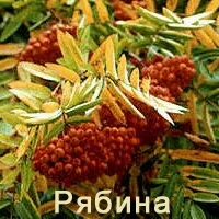 Solanaceae растение семейство
