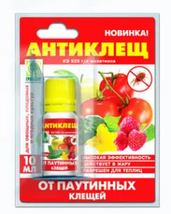 Акарите на краставици - мерки за борба с хората средства, в оранжерията и лекарства