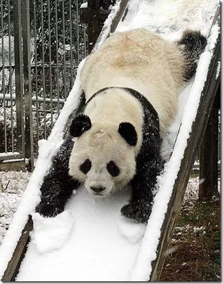 Panda - странно дете на природата