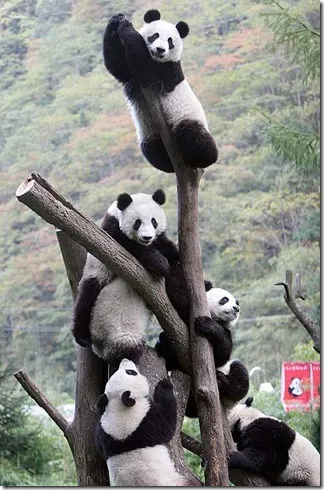 Panda - странно дете на природата