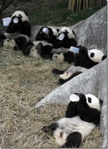 Panda - странно дете на природата