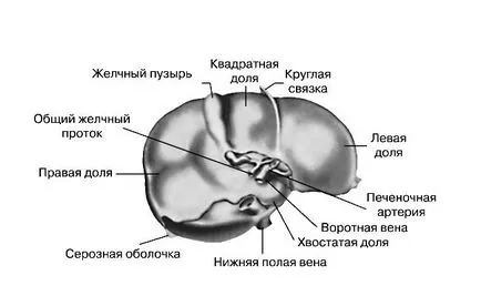 Черен дроб - един