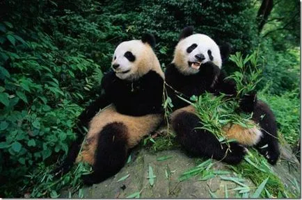 Panda - странно дете на природата