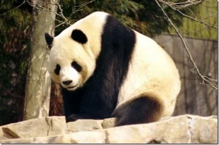 Panda - странно дете на природата