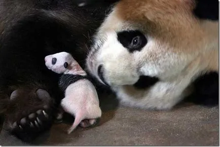 Panda - странно дете на природата