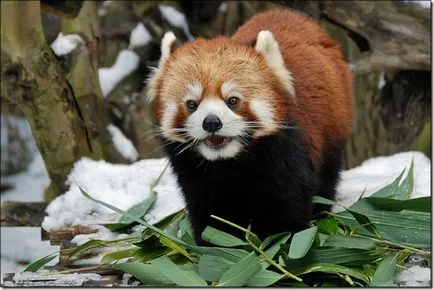 Panda - странно дете на природата