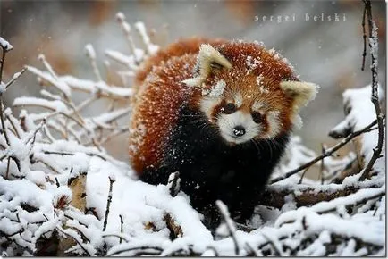Panda - странно дете на природата