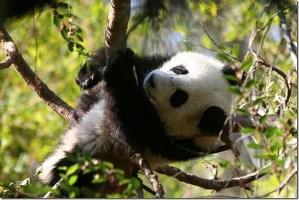 Panda - странно дете на природата