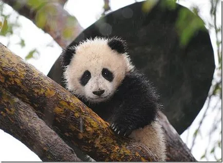 Panda - странно дете на природата