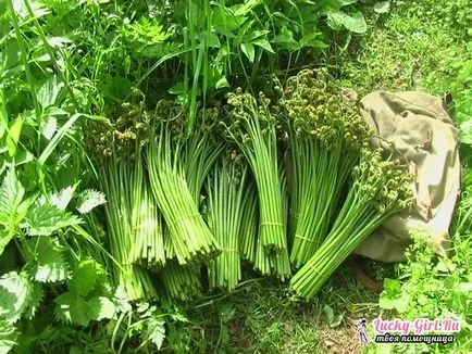 Bracken папрат полезни свойства (папрат) Bracken папрат полезни свойства