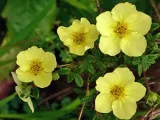 Petunia virág - Vetőmagtermesztés, petúnia fotó, gondozás és ültető, petúnia virágzás után