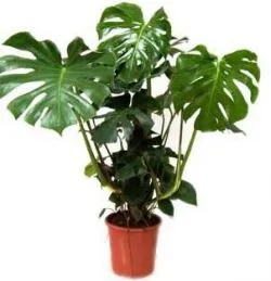 Virág monstera szülőhelye növények, fajok, képek, virágok, vágott lap, ahol a nő ferde, visszavonás (növények) Virág monstera szülőhelye növények, fajok, képek, virágok, vágott lap, ahol a nő ferde, gondoskodás