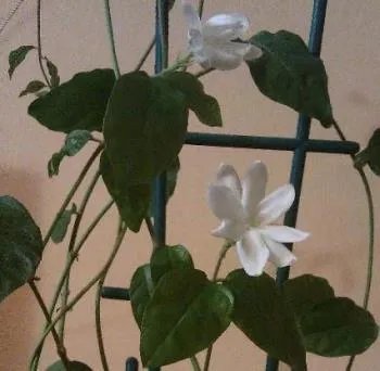 Jasmine Flower szoba ellátás otthon egy fotó!