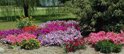 Petunia virág - Vetőmagtermesztés, petúnia fotó, gondozás és ültető, petúnia virágzás után