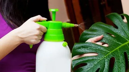 Virág monstera (27 fotó) típusú növényekre, a szülőhelye ahol nő, virágzik a vágott lapok, öntözés, gondozás