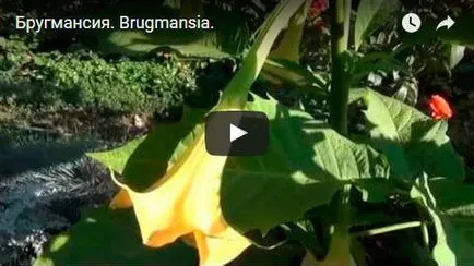 Brugmansia virág - Vetőmagtermesztés, tenyésztési és gondozása Brugmansia