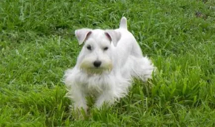 Törpe schnauzer Tulajdonos Vélemények