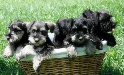 Törpe schnauzer Tulajdonos Vélemények