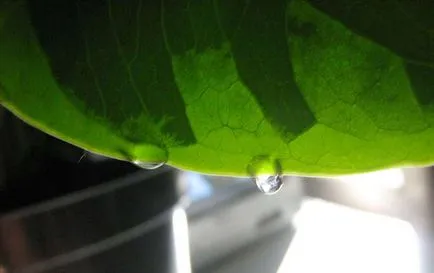 Virág monstera (27 fotó) típusú növényekre, a szülőhelye ahol nő, virágzik a vágott lapok, öntözés, gondozás