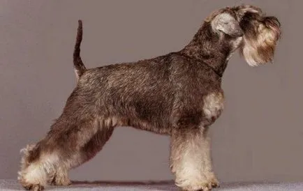 Törpe schnauzer kutya fotó, ár, fajta leírás, karakter, videó