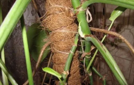 Virág monstera szülőhelye növények, fajok, képek, virágok, vágott lap, ahol a nő ferde, visszavonás (Monstera) Virág monstera szülőhelye növények, fajok, képek, virágok, vágott lap, ahol a nő ferde, gondoskodás