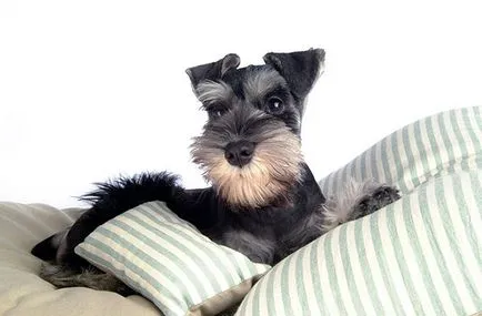 Törpe schnauzer - fotó, leírás, jellegét, tartalmát, vásárlás, vélemény