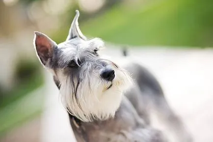 Törpe schnauzer kutya fotó, ár, fajta leírás, karakter, videó