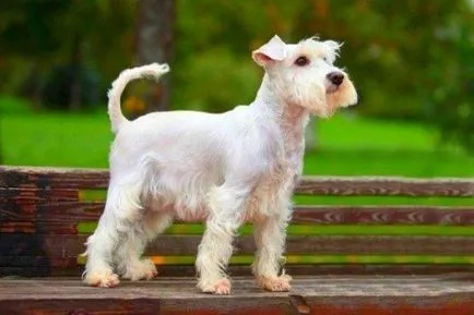 Törpe schnauzer kutya fotó, ár, fajta leírás, karakter, videó