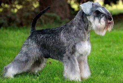 Törpe schnauzer - fotó, leírás, jellegét, tartalmát, vásárlás, vélemény