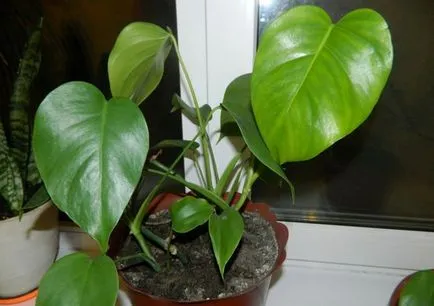 Virág monstera (27 fotó) típusú növényekre, a szülőhelye ahol nő, virágzik a vágott lapok, öntözés, gondozás