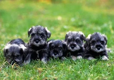 Törpe schnauzer Tulajdonos Vélemények
