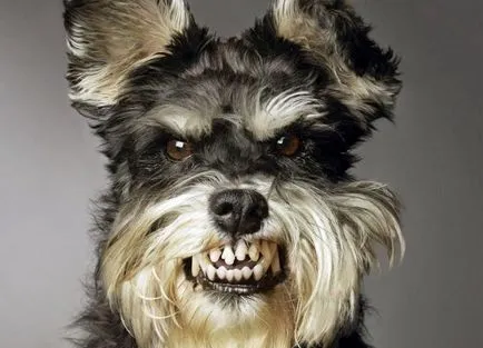 Törpe schnauzer Tulajdonos Vélemények