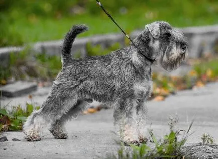 Törpe schnauzer kutya fotó, ár, fajta leírás, karakter, videó